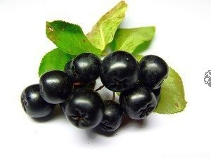 Aronia czarnoowocowa Aronia melanocarpa C2