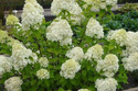 Hortensja bukietowa Bobo PBR Hydrangea paniculata C7,5