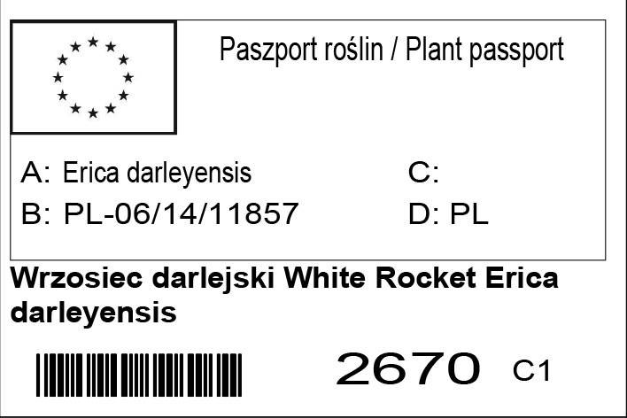 Wrzosiec darlejski White Rocket Erica darleyensis C1