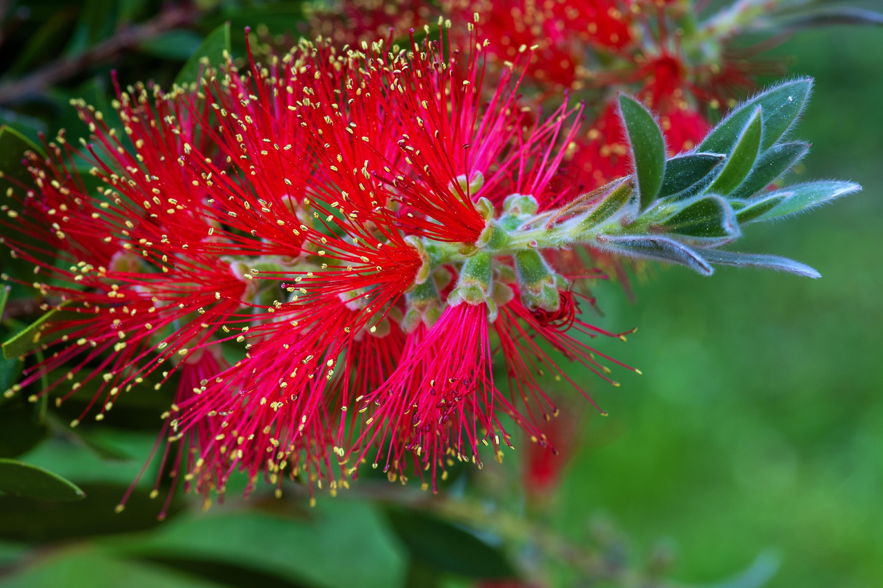 Kuflik Endeavour Callistemon P9
