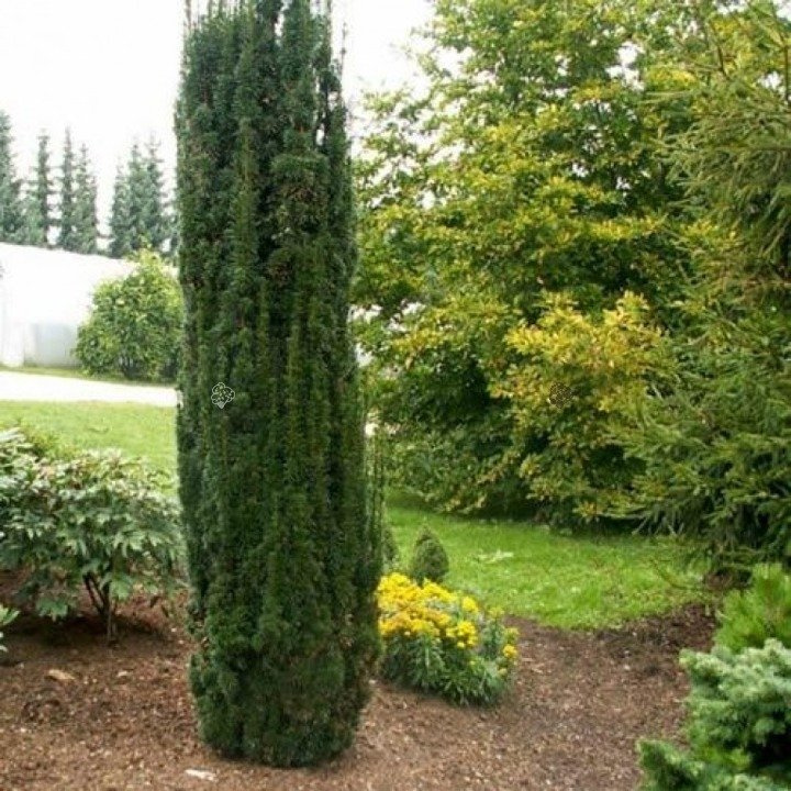 Cis pospolity Fastigiata Robusta Taxus baccata C2