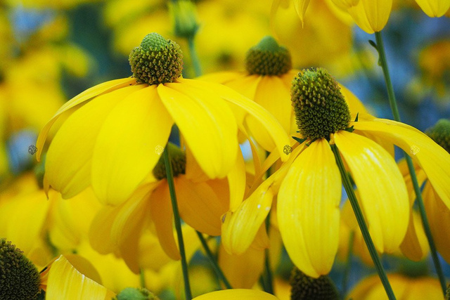 Rudbekia błyskotliwa Rudbeckia fulgida C1,5