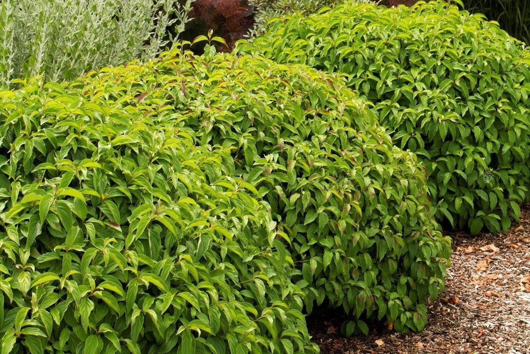 Dereń rozłogowy Kelseyi Cornus sericea  C2