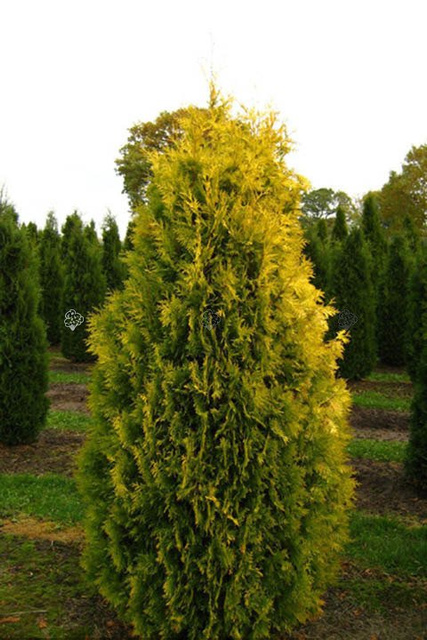 Tuja Europa Gold Thuja occidentalis P9