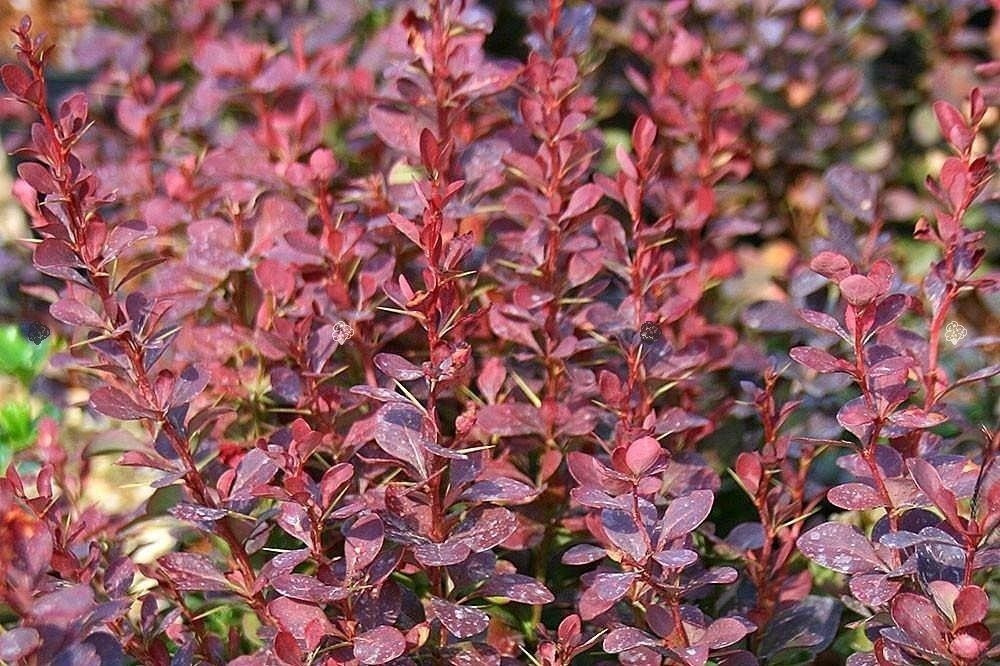 Berberys Thunberga Red Pillar Berberis thunbergii C2
