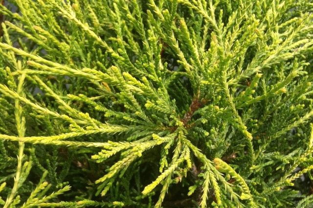 Cyprysik groszkowy Sungold Chamaecyparis pisifera C3