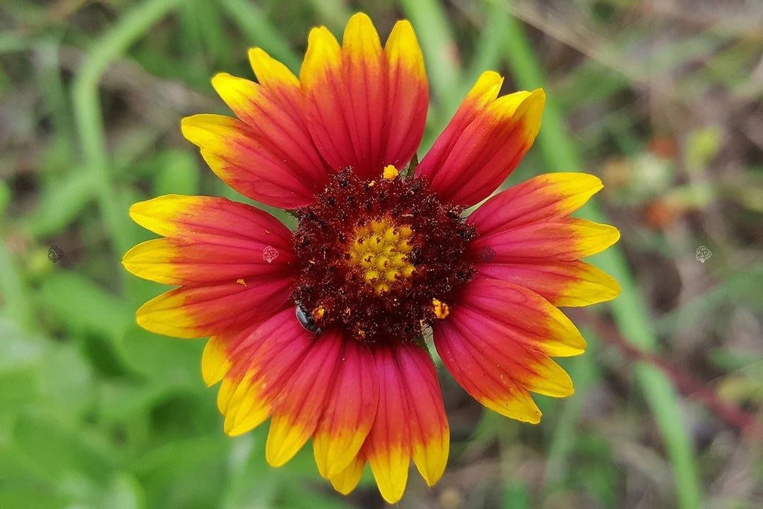 Gailardia oścista Bijou Gaillardia aristata C2