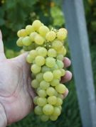 Winorośl Seyvel Vitis C2
