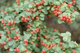 Irga szwedzka Skogholm Cotoneaster suecicus C2
