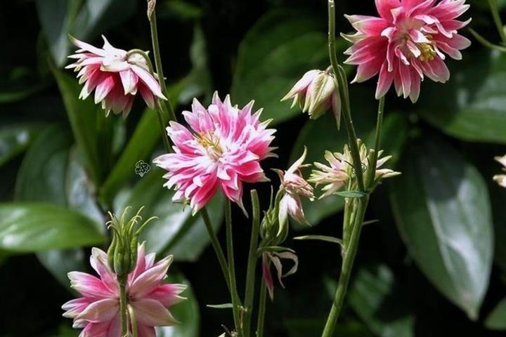 Orlik pospolity Nora Barlow Aquilegia vulgaris C2