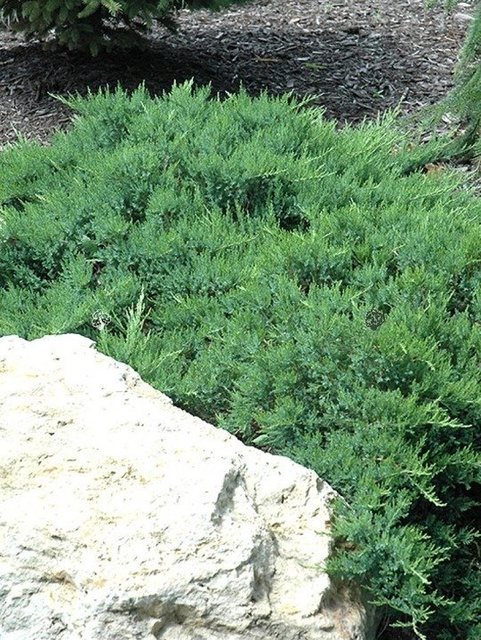 Jałowiec sabiński Broadmoor Juniperus sabina C3