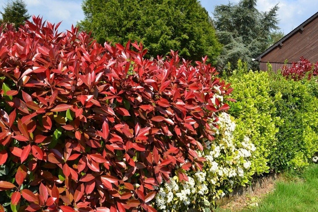Głogownik Frasera Red Robin Photinia fraseri P9