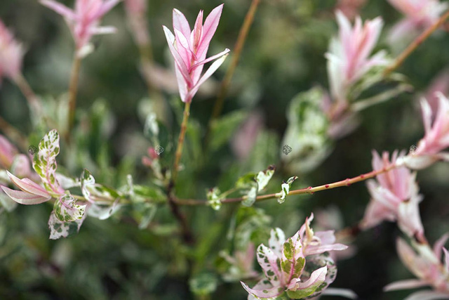 Wierzba całolistna Hakuro Nishiki Salix integra KRZEW P9
