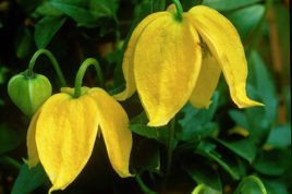 Powojnik tangucki Bill MacKenzie Clematis C2