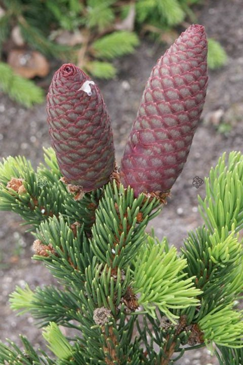 Świerk kłujący Lucky Strike Picea pungens C5