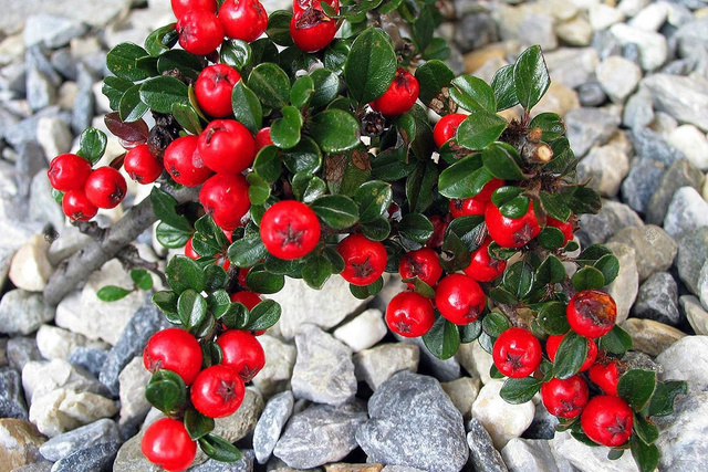 Irga szwedzka Coral Beauty Cotoneaster suecicus P9