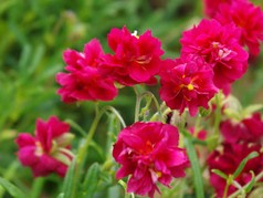 Posłonek Cerise Queen Helianthemum hybrida C2