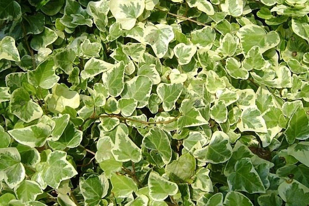 Bluszcz pospolity Green Ripple Hedera helix P9