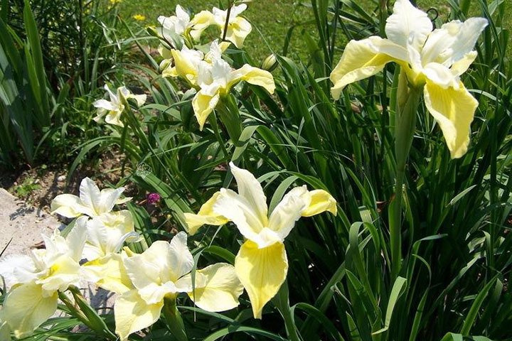 Kosaciec syberyjski Butter and Sugar Iris sibirica P9