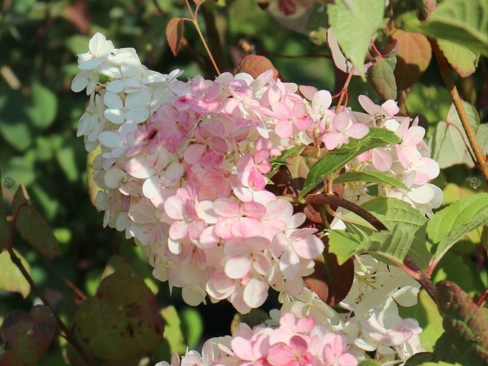 Hortensja bukietowa Pink Lady Hydrangea paniculata P9