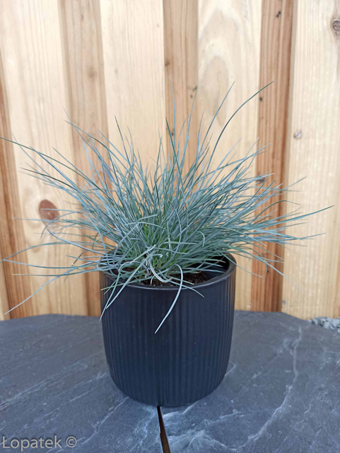 Kostrzewa sina Elijah Blue Festuca glauca P9