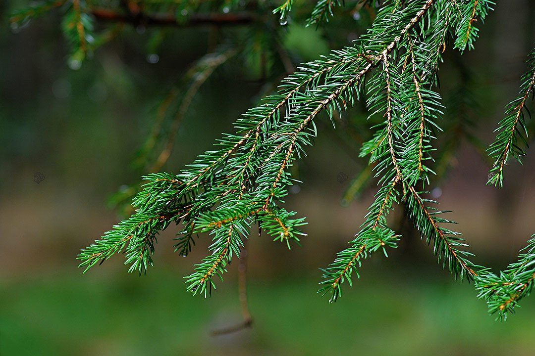 Świerk pospolity Picea abies P9