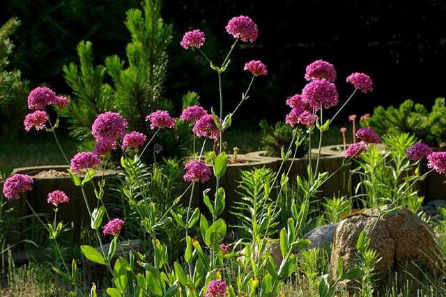 Lepnica wschodnia Silene orientalis P9