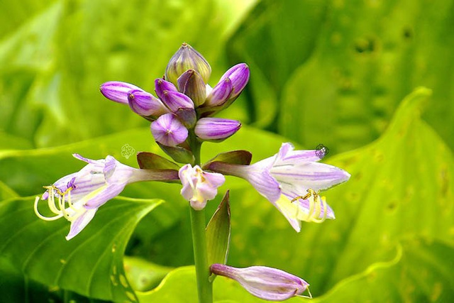 Funkia Sum and Substance Hosta C3