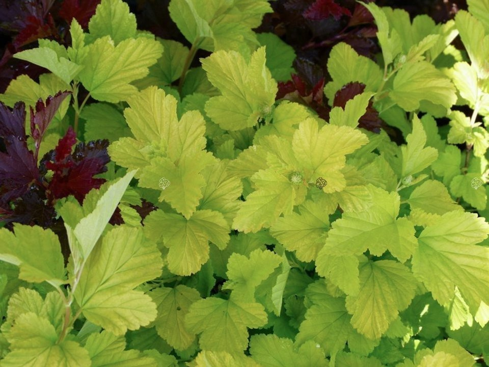 Pęcherznica kalinolistna Angel Gold PBR Physocarpus opulifolius C3