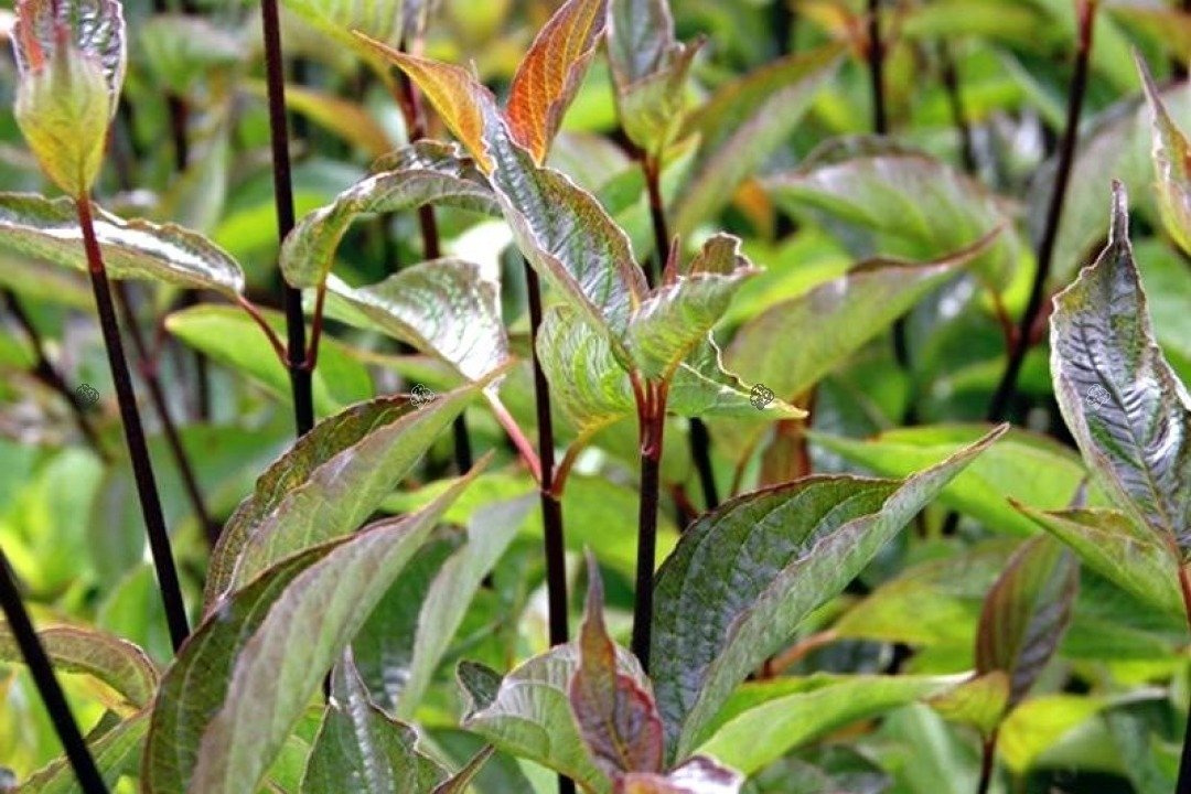 Dereń biały Kesselringii Cornus alba C3