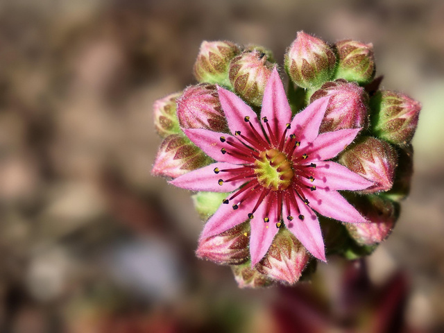 Rojnik murowy Purpureum Sempervivum tectorum P9