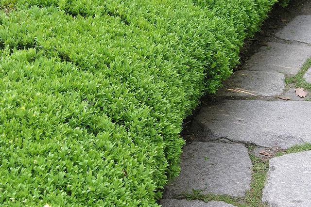 Bukszpan wieczniezielony Buxus sempervirens C3