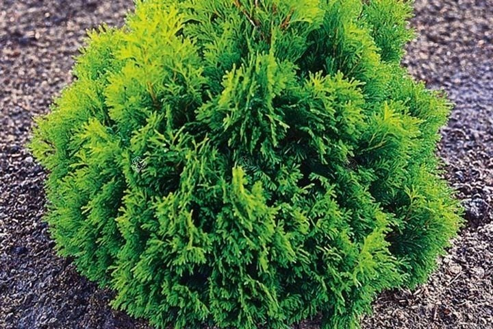 Tuja Miky Thuja occidentalis P9