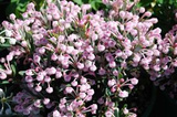 Modrzewnica pospolita Compacta Andromeda polifolia P11