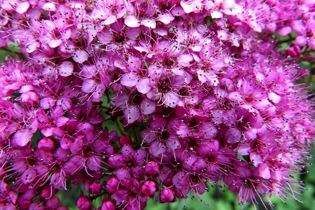 Tawuła japońska Dart's Red Spiraea japonica C2