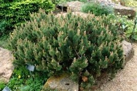 Sosna kosodrzewina górska Mugo Mughus Pinus C5