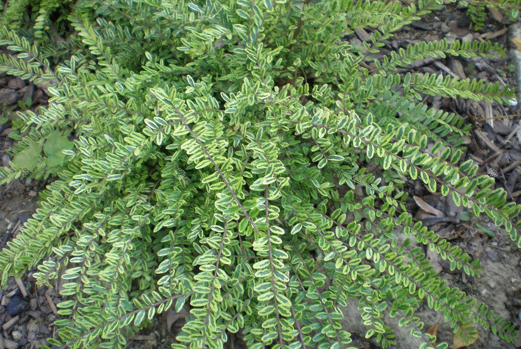 Suchodrzew chiński Variegata Lonicera pileata P9