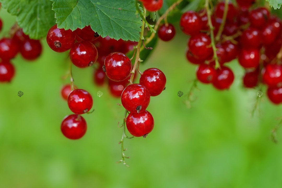 Porzeczka czerwona Ribes rubrum C2