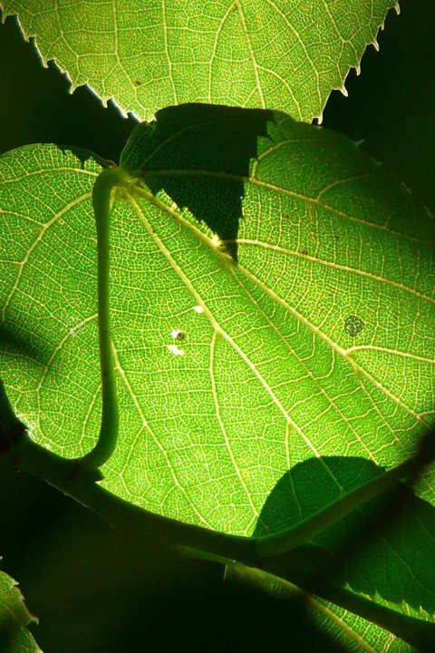 Lipa drobnolistna Tilia cordata C2