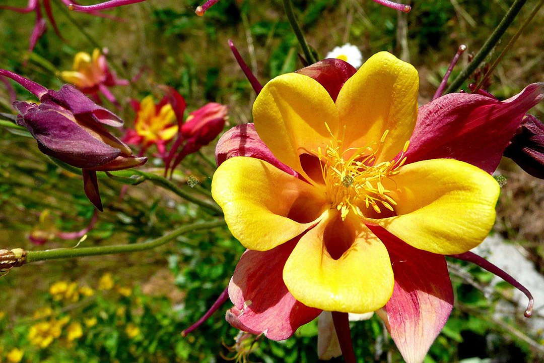 Orlik alpejski Aquilegia alpina P9
