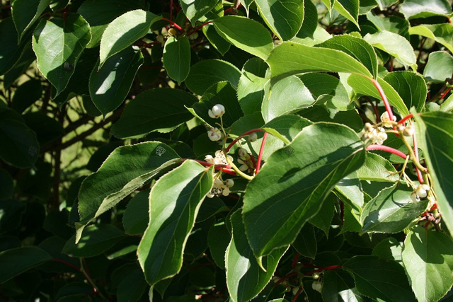 Aktinidia Mini kiwi Issai Actinidia arguta C2