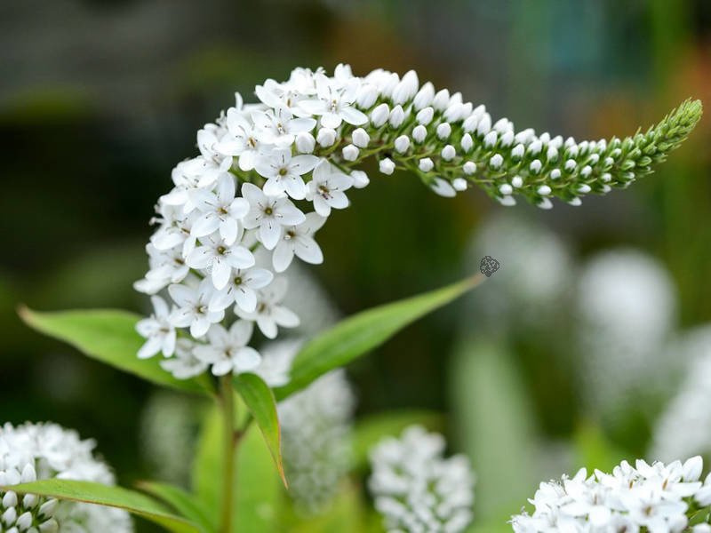 Tojeść orszelinowa Lysimachia clethroides P13