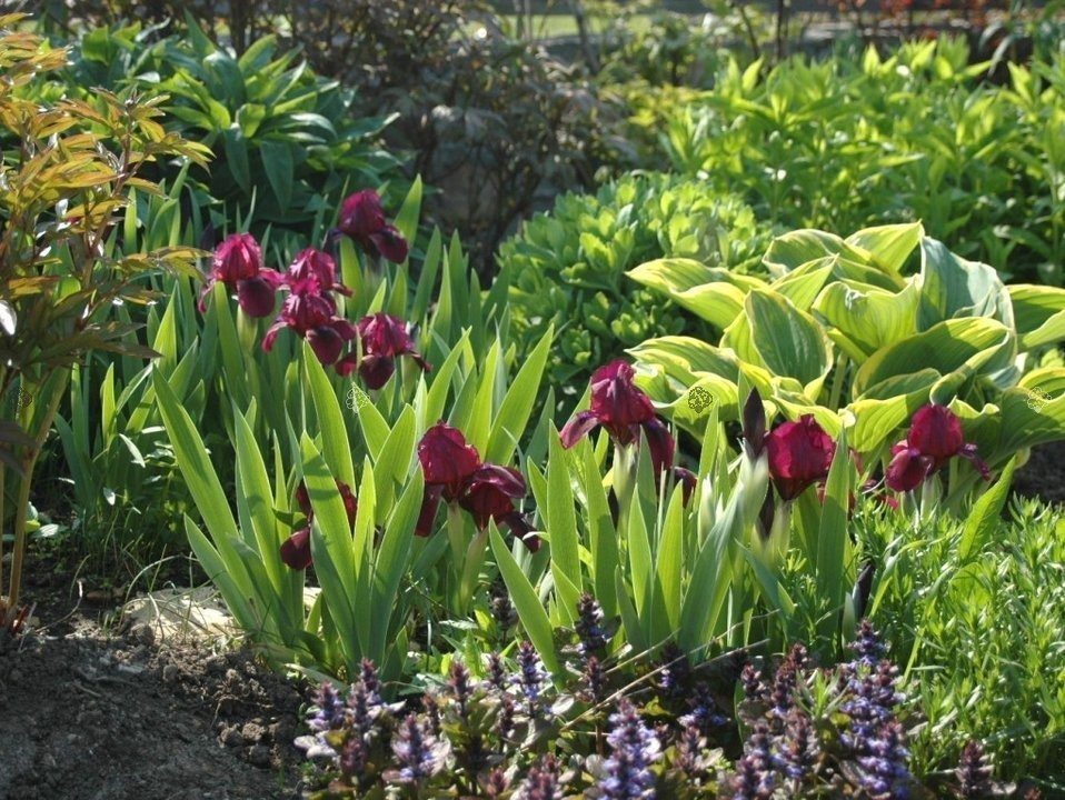Kosaciec Cherry Garden Iris pumila C2