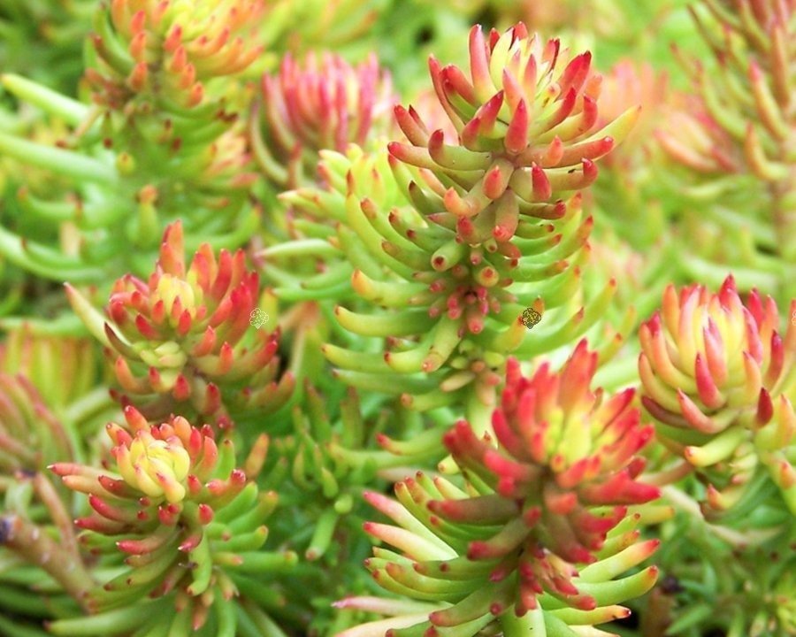 Rozchodnik nicejski Aureum Sedum sediforme P9