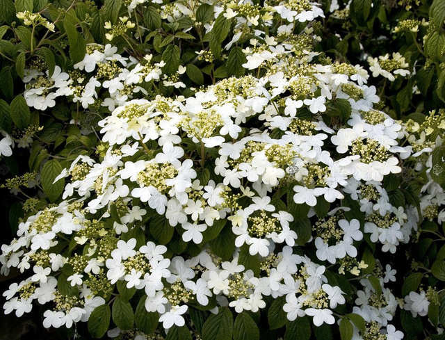 Kalina japońska Summer Snowflake Viburnum plicatum P9