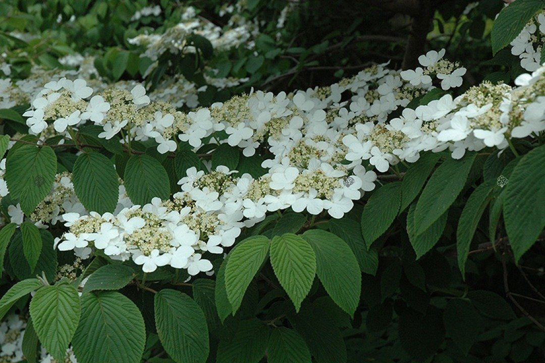 Kalina japońska Shasta Viburnum plicatum f. tomentosum P9