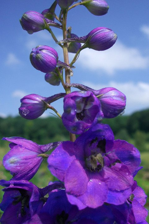 Ostróżka Pacific Giant Black Knight Delphinium colt. C3