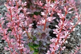 Berberys Thunberga Pink Perfection Berberis thunbergii P9