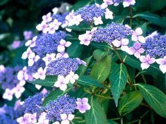 Hortensja piłkowana Bluebird Hydrangea serrata C3