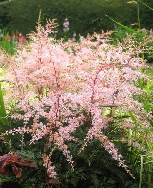 Tawułka Sprite Astilbe P9